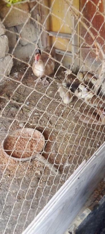 Qazlar: Satış: qaz və ördək sürüsü Təsvir: - Təsərrüfatda yetişdirilən qaz və — 11