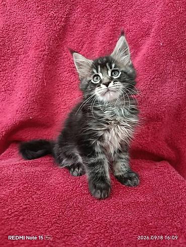 Продажа кошек: Мейн-Куны 🥰🥰🥰. Продаются котята Рысята ♥️ Чистокровные, Шикарные — 12