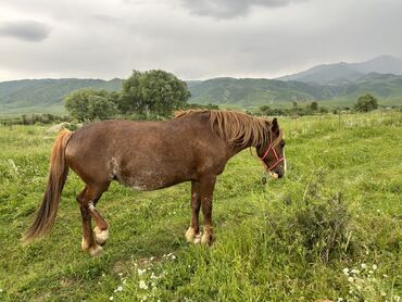 Лошади, кони: Продаю | Кобыла (самка) | Першерон | Для разведения