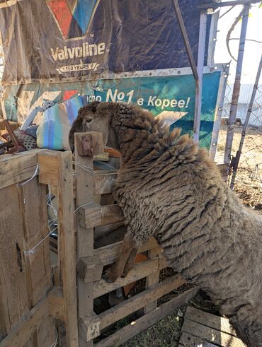 Бараны, овцы: Продаю | Овца (самка) | Арашан | Для разведения | Племенные — 13