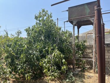 Torpaq sahələrinin satışı: 6 sot, Mülkiyyətçi, Kupça (Çıxarış) — 33