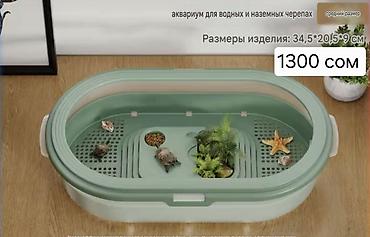 рыба бишкек: Продаю аквариумы террариумы для рыб или черепах. Есть несколько видов — 2