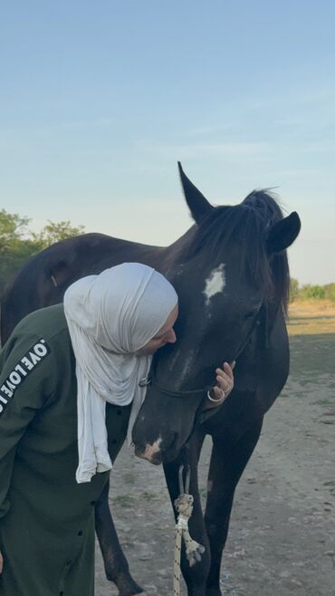 Domaće životinje: Na prodaju: crni konj, atletske građe i pravilnih nogu. - Tip — 12