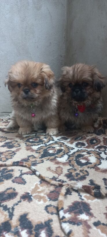 it cinsi adlari: Pekines, 2 ay, Dişi, Ünvandan götürmə