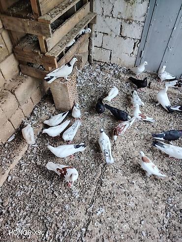 quşlar göyərçin: 30 dene qusdu tərgitmə heyvanlardi seçilib saxlanılıb Qaradağ rayonu — 1
