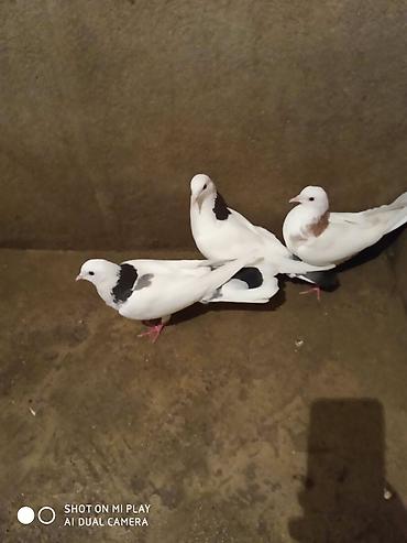 tap az pitbul: Ağ rəng üstünlük təşkil edən, boyun və qanad nahiyələrində qara və — 4
