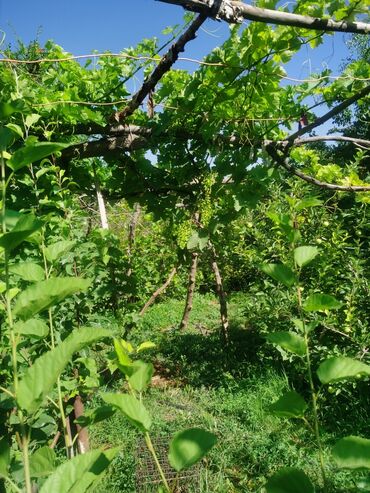 Продажа домов: Дом, 1200 м², 4 комнаты, Собственник, Косметический ремонт — 16