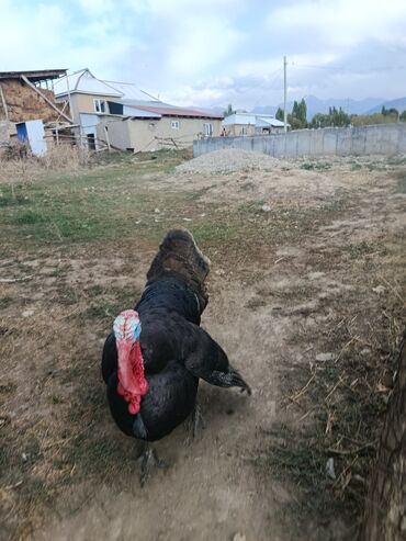 в связи с переездом отдам попугая жако в добрые руки: Сатам | Эркек күрп | Көбөйтүү үчүн | Асыл тукумдуу