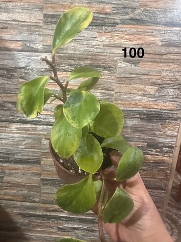 Другие комнатные растения: Комнатные растения — 18