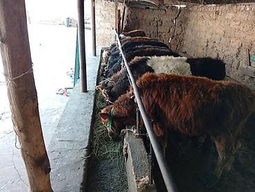 Коровы, быки: Продаю | Бык (самец) | Швицкая, Симментальская | На откорм — 9