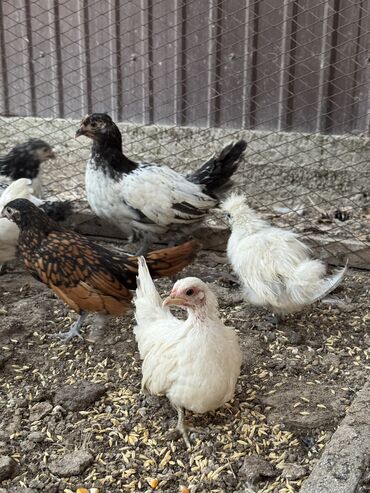 птица голуби: Продам оптом породистых цыплят Количество около 40 штук Породы