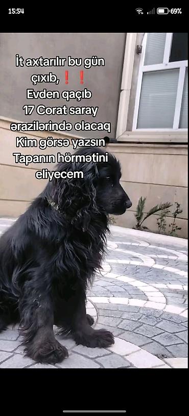 ev kirpisi: Koker spaniyel — 1