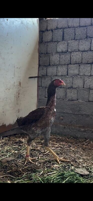 Cücələr: Toyuq cücələri, Damazlıq — 6