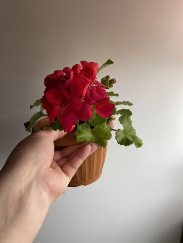 Другие комнатные растения: Домашние цветочки Герань- для поднятия женской энергии и спокойствия в