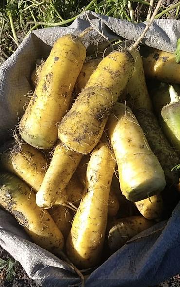 продаю огурцы: Продаю СЕМЕНА УРУК марковь маковка марковки качественные морковка — 5