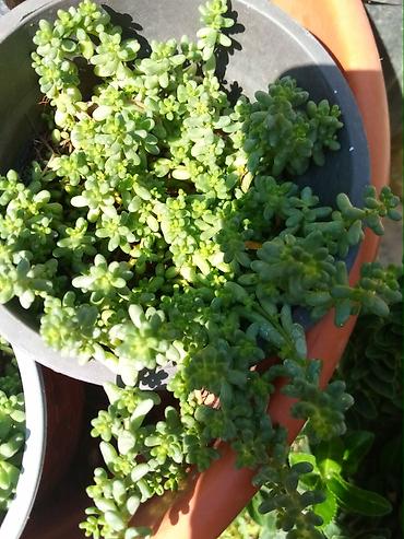 Digər qida məhsulları: Sedum (sukkulent) – asma və örtücü bitki - Növ: Sedum/stonecrop tipli — 1