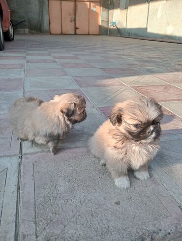 İtlər: Pekines — 8
