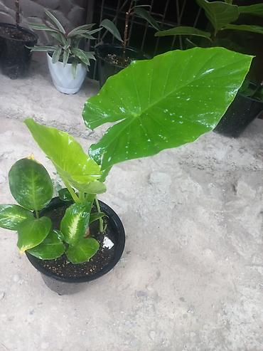 алоэ купить: Алоказия (Colocasia/Alocasia) в горшке - Эффектное тропическое — 1