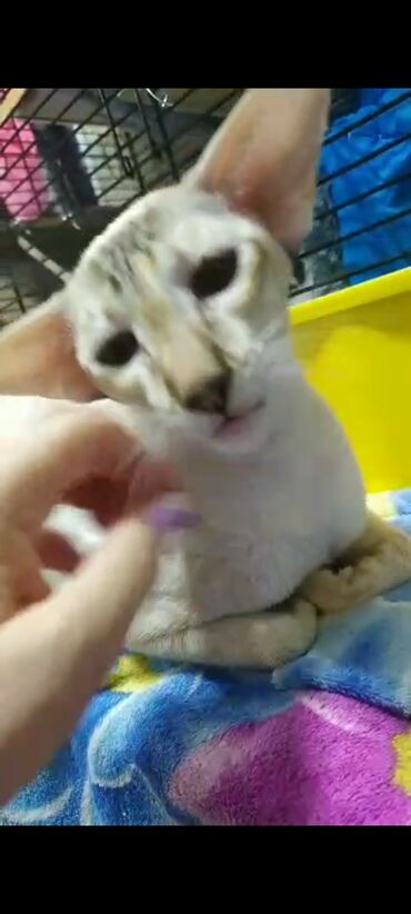 Продажа кошек: Ориентальная, 2 года, Девочка, Белый, Кастрирована, Приучена к лотку, Проглистована — 14