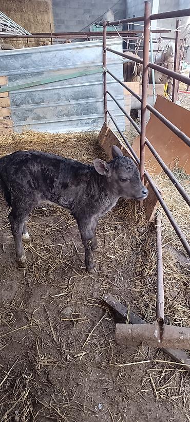 Коровы, быки: Продаю | Музоо, торпок | На откорм — 5