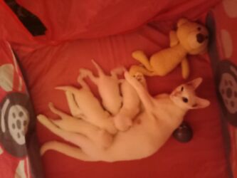 Pişiklər: Erkək, Dişi, Yaxşı əllərə, Ödənişli çatdırılma — 12