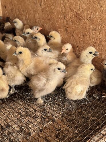 продажа домашних кур: Продам цыплята китайский шелк