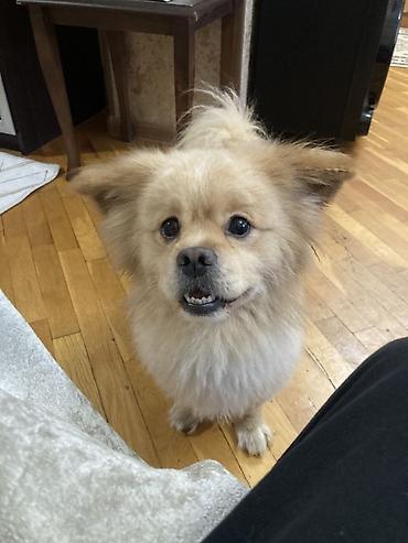 pekiness: Pekines, 6 il, Erkək, Cütləşmə üçün — 2