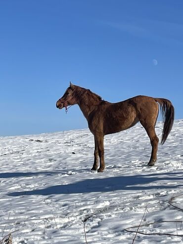 Лошади, кони: Продаю | Кобыла (самка) | Для разведения — 3