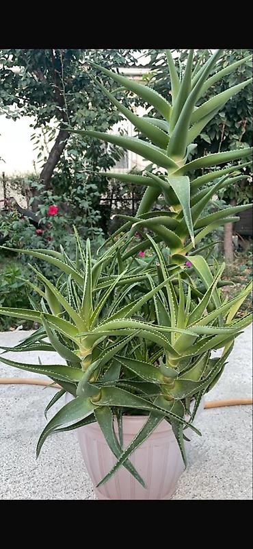Алоэ: Алоэ (суккулент) в большом горшке - Крупный куст с множеством розеток — 2