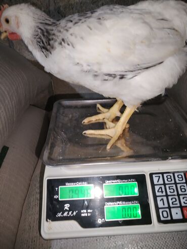 Ticarət tərəziləri: Məhsu:lcolpalar 46 günlükdür. 3 defe vaksin olub. Çəkiləri 700-980 — 4