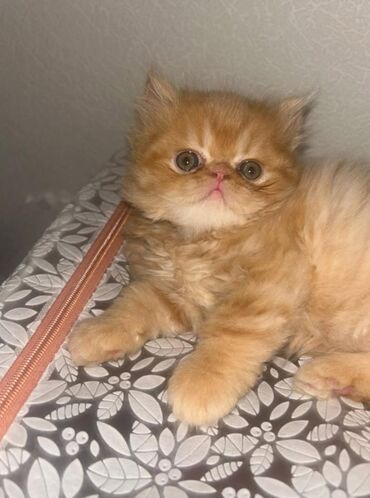 ağ pişiy: Şotland, Erkək, Dişi, Yaxşı əllərə, Ünvandan götürmə, Ödənişli çatdırılma, Rayonlara çatdırılma