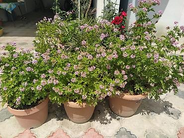 ətirşah bitkisi: Saksıda ətirşah (pelargonium) – açıq bənövşəyi-çəhrayı çiçəklərlə bol — 1