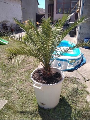 Sobne biljke: Feniks palma u super stanju.Licno preuzimanje