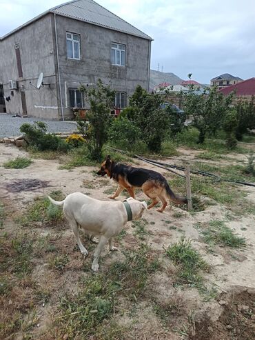 alman avcarkasi: Alman çoban iti, 3 il, Dişi