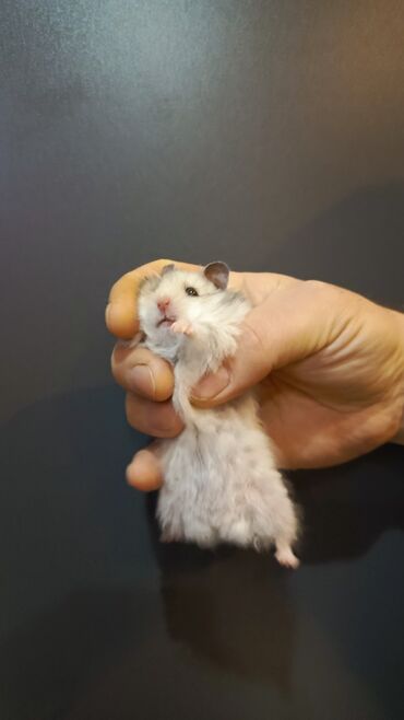 Gəmiricilər: Angora sort xomyaklar mehribandırlar bu sort dişləmir və aqressiv — 4