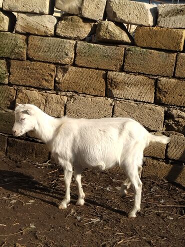 Keçi, çəpiş: Salam.keçilər satıram 5dənədir hamsı bir yerdə kom satılır — 9