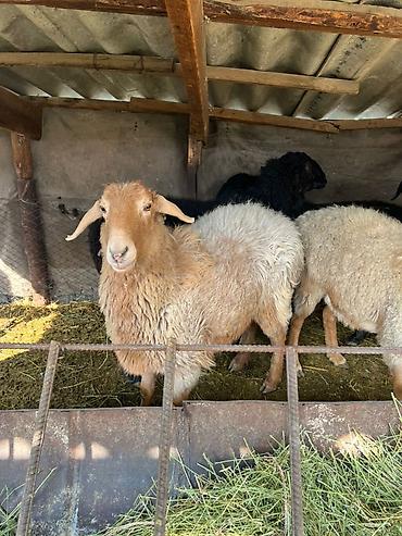 Баран, овца: Продаю | Овца (самка) | Для разведения | Матка — 7