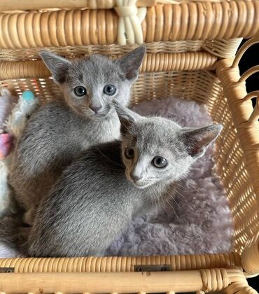 zenski sako na prugice: Υιοθετήστε καθαρόαιμα βρετανικά κοντότριχα γατάκια Αναζητούν τους