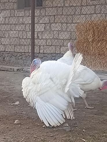 ağ haski: Ağ rəngli hinduşka sürüsü 8 ayliq xoruzlardi cekileri 8 kq alti — 3