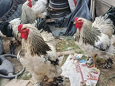 черный брама: Продаю | Петух | Брама | Для разведения — 8