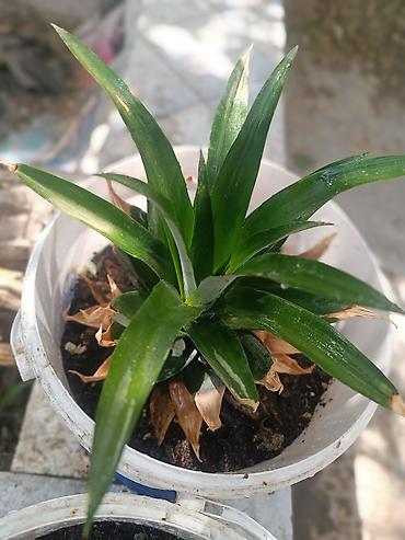 bitki guli: Ananas (Ananas comosus) şitili – qabda - Bitki: tropik ananasın ev — 1