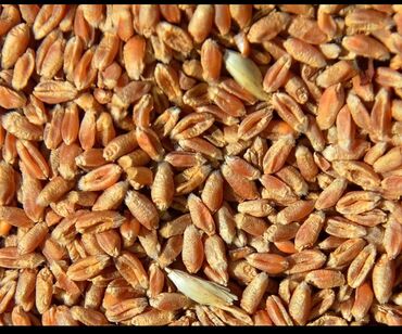 Корма для с/х животных: Куплю пшеницу в больших объемах свыше от 10тонн до 200 тонн по