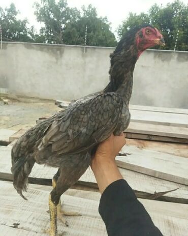 Heyratı şamo toyuqları 3 ədəd.sarı Olanlar Chu Şamodu Kül O