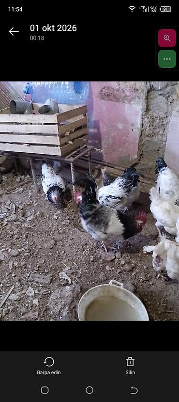 doyus xoruzu: Əvvala Salam olsun herkese öz həyətimin heyvanlarıdı tam sağlamdılar — 4