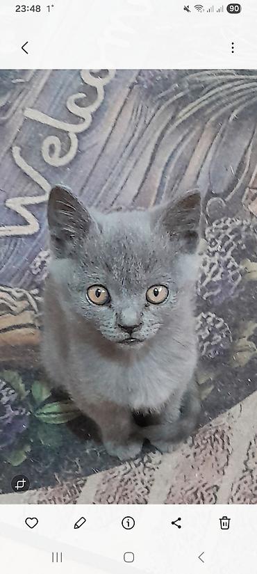 котята шотландская: Британская короткошёрстная, 3 месяца, Девочка, Серый, Приучена к лотку — 1