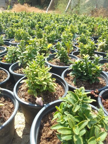 Tinglər: Həmişəyaşıl dekorativ kollar – qablarda - Növ: Euonymus japonicus — 22