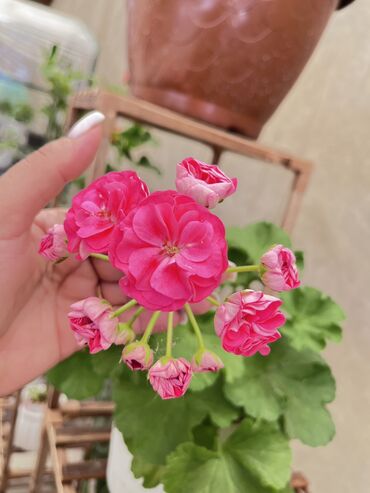 Другие услуги: Продаю цветы😍 Очень много разных 🪴🎋🍃🌱 Антуриумы Спатифиллум Алоказия — 22