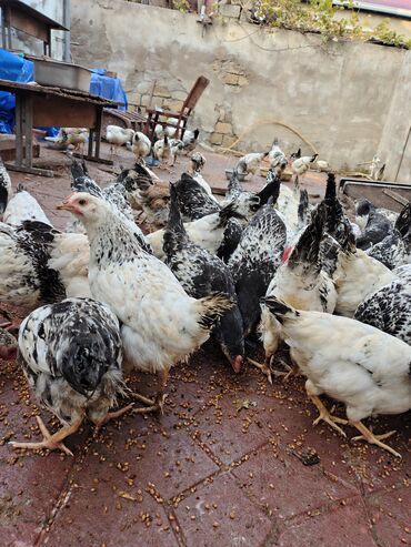 Toyuqlar: Toyuq, Adler, Ətlik — 15