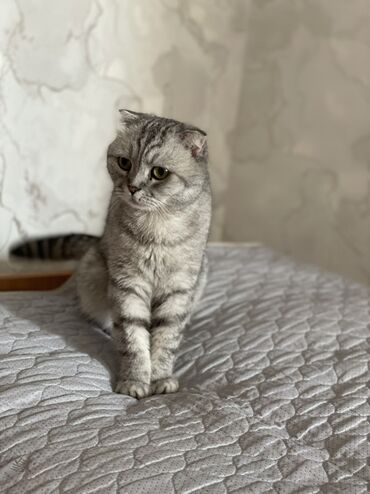 цена на пшеницу на сегодня за наличку: Скотиш Фолд (Шотландиялык шалпаң кулак), 3 жаш, Ургаачы, Боз, Бычылган, Лотокко барууга үйрөтүлгөн, Курттардан тазаланган
