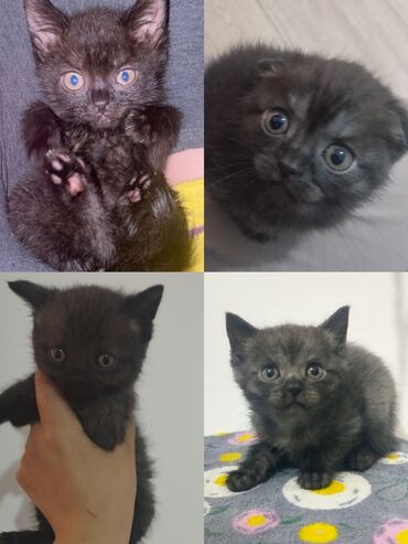 чёрный кот: Срочно!!!! продается котятки папа шотландский вислоухий мама